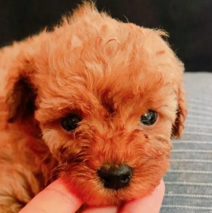ID:2207-03056の子犬