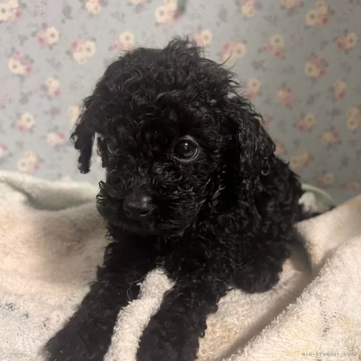 ID:2408-04766の子犬