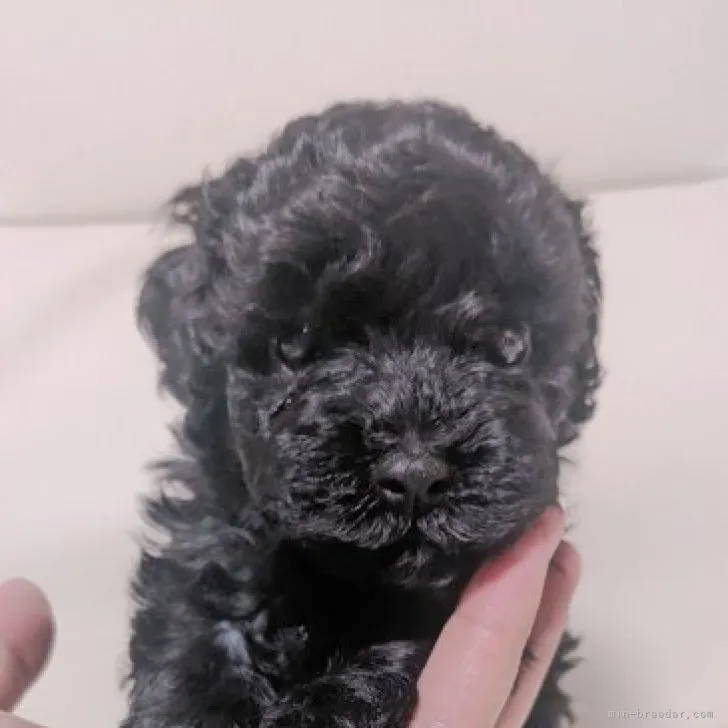 ID:2305-05499の子犬