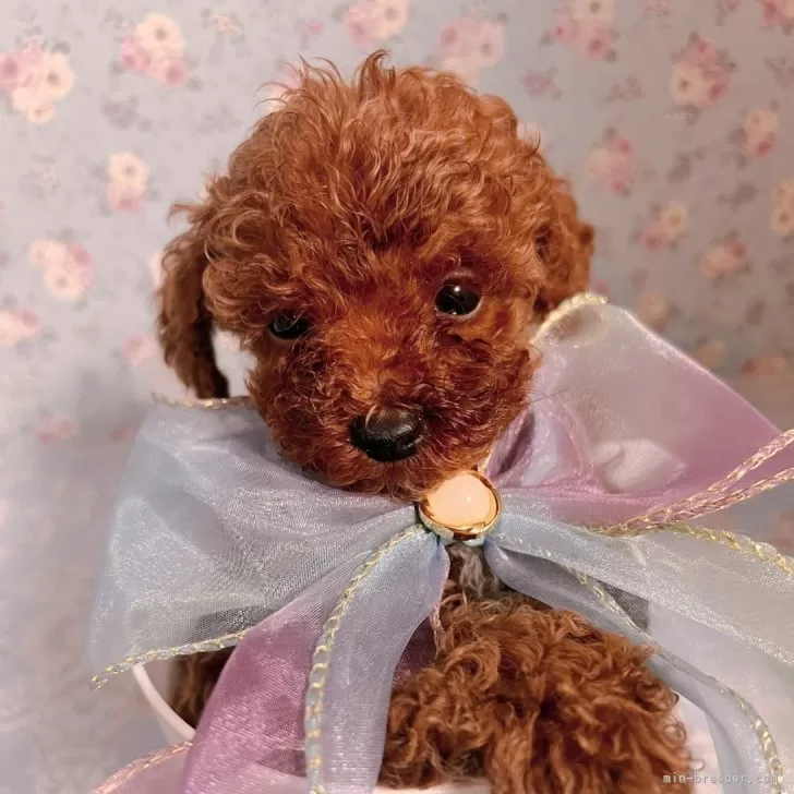 ID:2408-04774の子犬