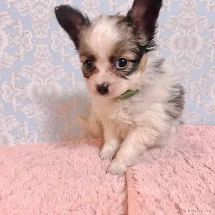 ID:2403-01581の子犬