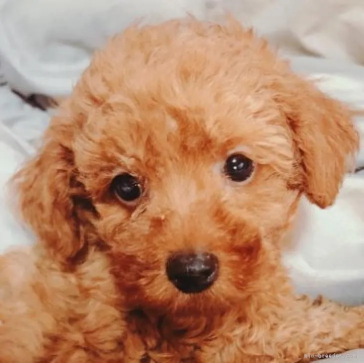 ID:2207-03095の子犬