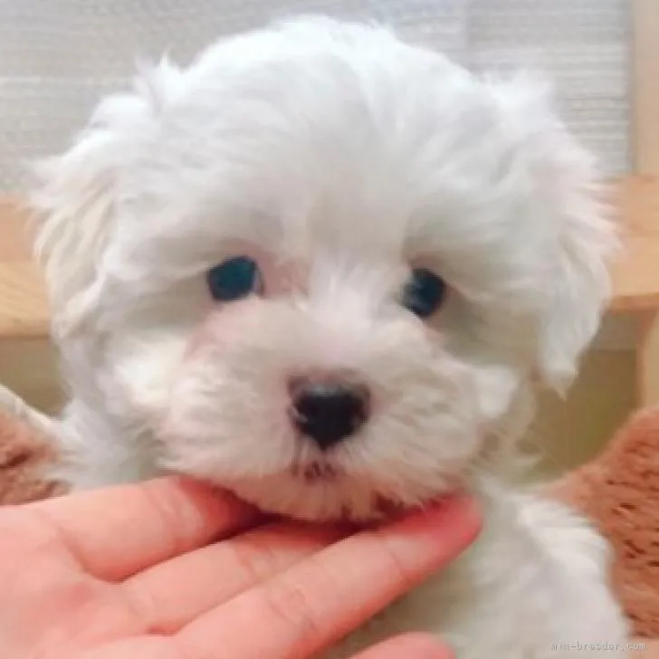 ID:2210-03250の子犬