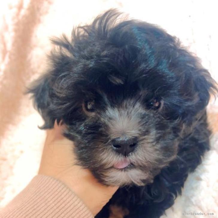 トイプードル マルチーズ 愛知県 女の子 22年9月14日 ブラック 小さくて可愛い みんなのブリーダー 子犬id 2211