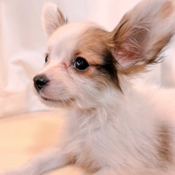 ミックス(ポメラニアン×パピヨン)【愛知県・男の子・2023年11月6日・ホワイト&レッド】の写真「性格良しの男の子✨✨お顔が可愛すぎる男の子」