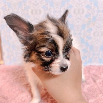 パピヨン【愛知県・女の子・2024年2月6日・トライカラー】の写真「可愛いお顔の女の子♡( ơ ᴗ ơ )」