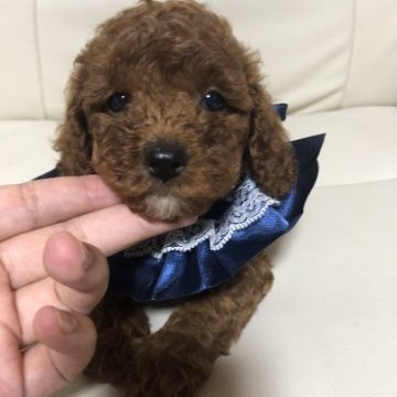 トイプードル(トイ)【愛知県・女の子・2023年6月4日・レッド】の写真「おっとりとして可愛いです❤」