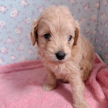 チワプー(チワワ×トイプードル)【愛知県・男の子・2024年5月15日・クリーム】の写真「可愛い4兄弟デビュー✨」