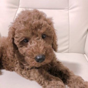 マルプー(マルチーズ×トイプードル)【愛知県・女の子・2023年5月26日・レッド】の写真「可愛い💕💕💕」