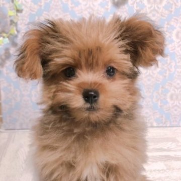 ポメプー(ポメラニアン×トイプードル)【愛知県・女の子・2023年7月17日・オレンジセーブル】の写真「小さめな女の子(･-･`)」