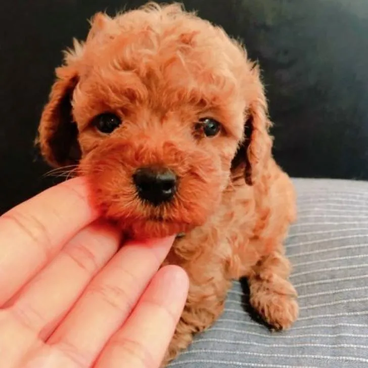 ID:2207-03092の子犬