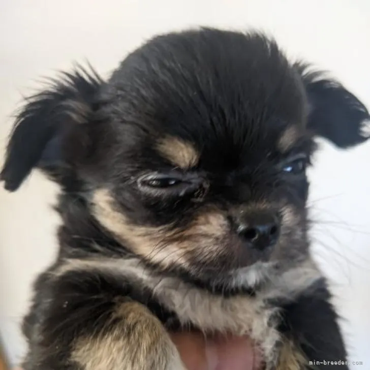 ID:2207-02048の子犬