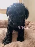 トイプードル(トイ)【愛知県・男の子・2022年9月24日・ブラック】の写真2「10月26日撮影」