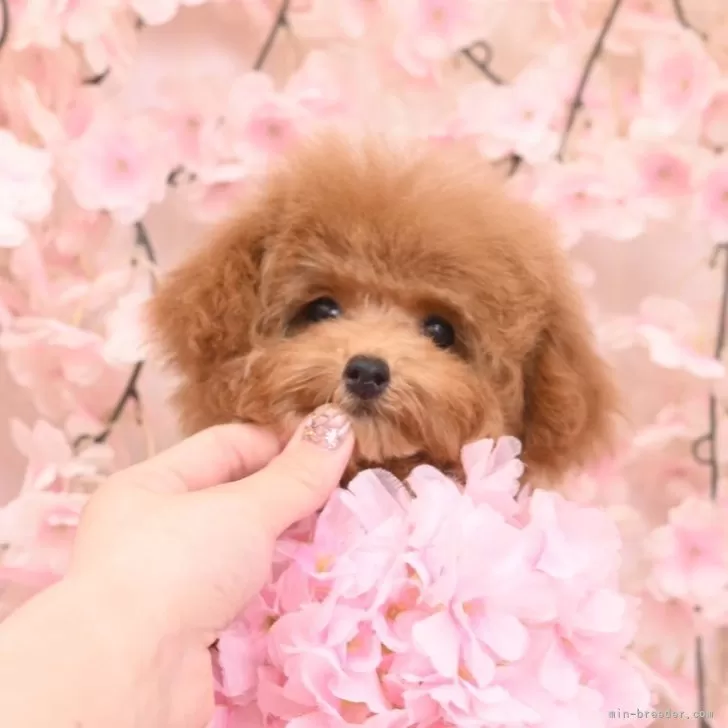ID:2503-05017の子犬
