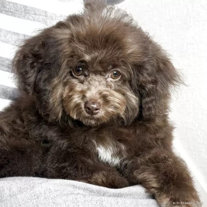 ☆美品☆ファークラフト 抱き型ティーカッププードル ブラウン