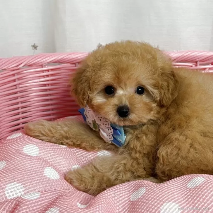 Y.H 様のお迎えした子犬