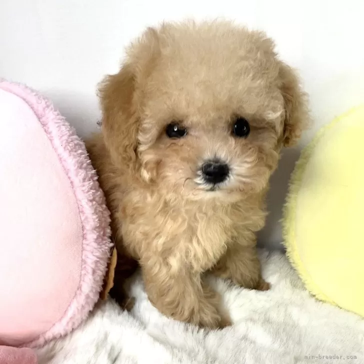 KT 様のお迎えした子犬