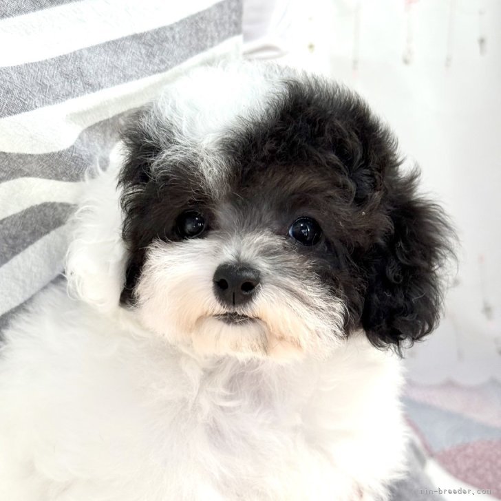 p*o様 ティーカッププードル トイプードルティーカッププードル - 子犬や子猫たちのペット