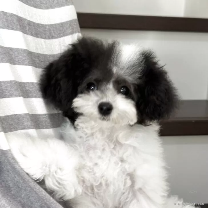 リョウ 様のお迎えした子犬