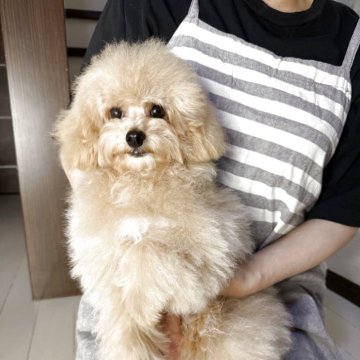 トイプードル(タイニー)【大阪府・男の子・2025年6月5日・クリーム】の写真「毛量抜群❣️お目目くりっくり😍お顔が可愛い♥️」