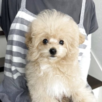 トイプードル(ティーカップ)【大阪府・男の子・2025年6月5日・クリーム】の写真「もふもふコロコロ極上男の子😍」