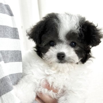 シルバーのティーカッププードルの子犬を探す｜ブリーダー直販の