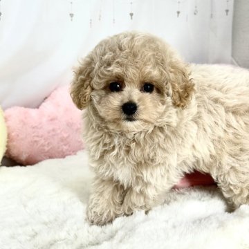 トイプードル(トイ)【大阪府・男の子・2025年6月5日・クリーム】の写真「骨格がしっかりした安心タイプ✊🏻💖 ̖́-」