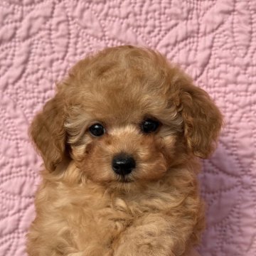 トイプードル(ティーカップ)【大阪府・男の子・2024年10月11日・アプリコット】の写真「おっとりした性格の男の子です😊」