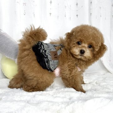 タイニープードル【大阪府・男の子・2025年3月16日・レッド】の写真「毛量ばつぐん‼️もこもこ君🧸」
