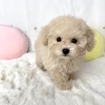 トイプードル(ティーカップ)【大阪府・男の子・2024年10月27日・ペールフォーン】の写真「お目目くりくりの可愛い男の子‎🤍」