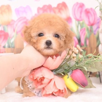 ティーカッププードル【大阪府・女の子・2025年3月10日・アプリコット】の写真「超ドワーフ💓毛色もキラキラと綺麗な女の子🧡」