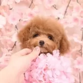 ティーカッププードル