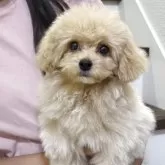 トイプードル(トイ)