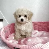 ティーカッププードル