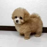 ティーカッププードル