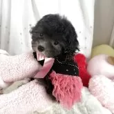 ティーカッププードル