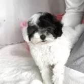 ティーカッププードル