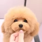 タイニープードル