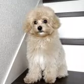 トイプードル(トイ)