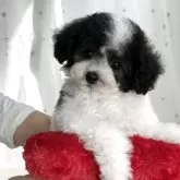 タイニープードル