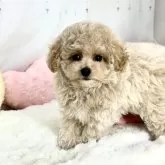 トイプードル(トイ)