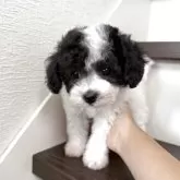 タイニープードル