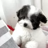 ティーカッププードル