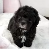 ティーカッププードル