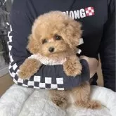 タイニープードル