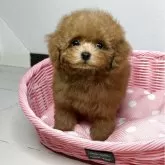 ティーカッププードル