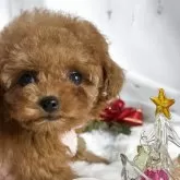 ティーカッププードル