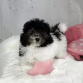 ティーカッププードル