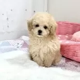 タイニープードル