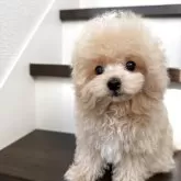 ティーカッププードル